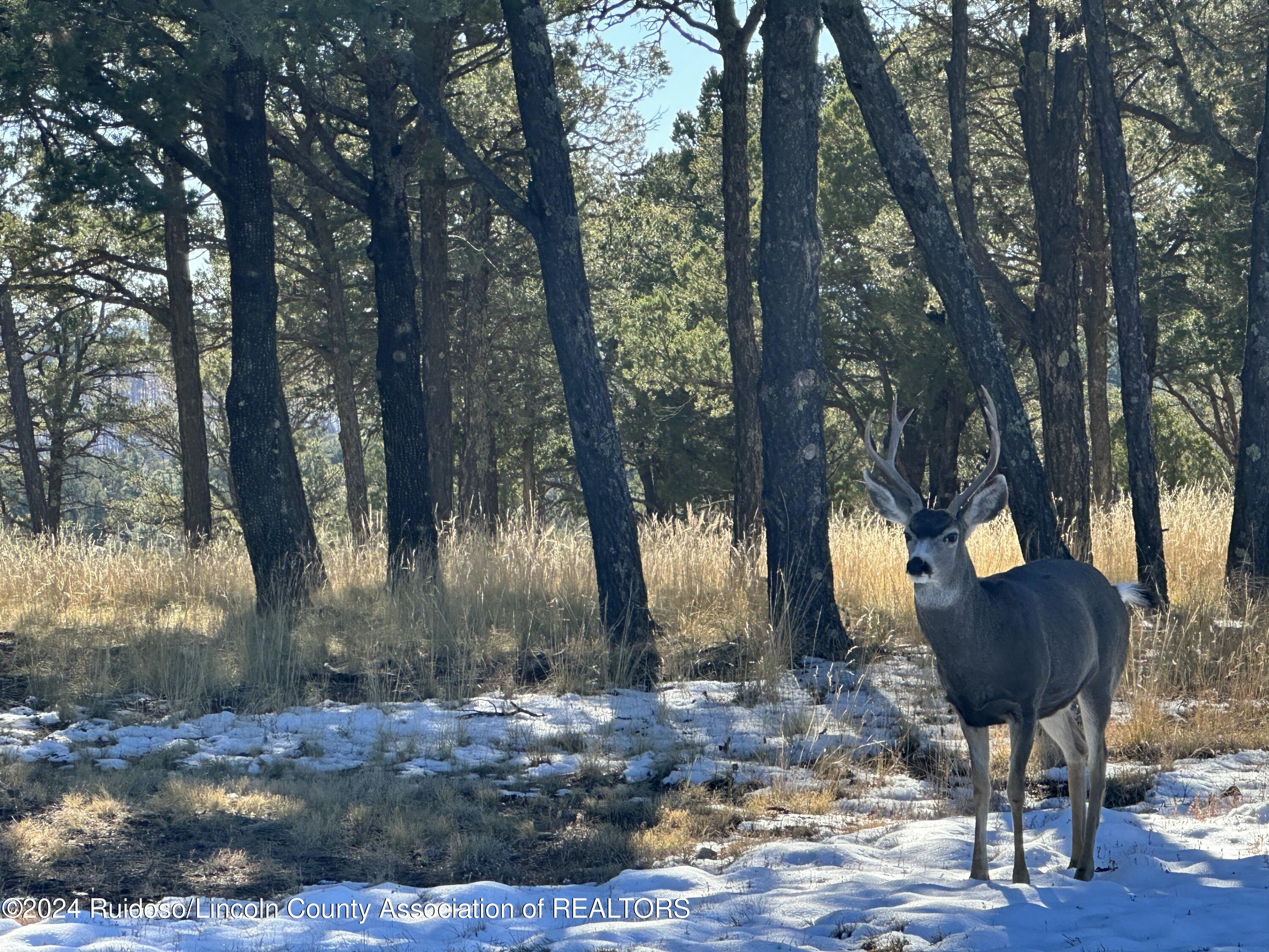 16 Eagle Ridge Road, Alto, New Mexico image 8