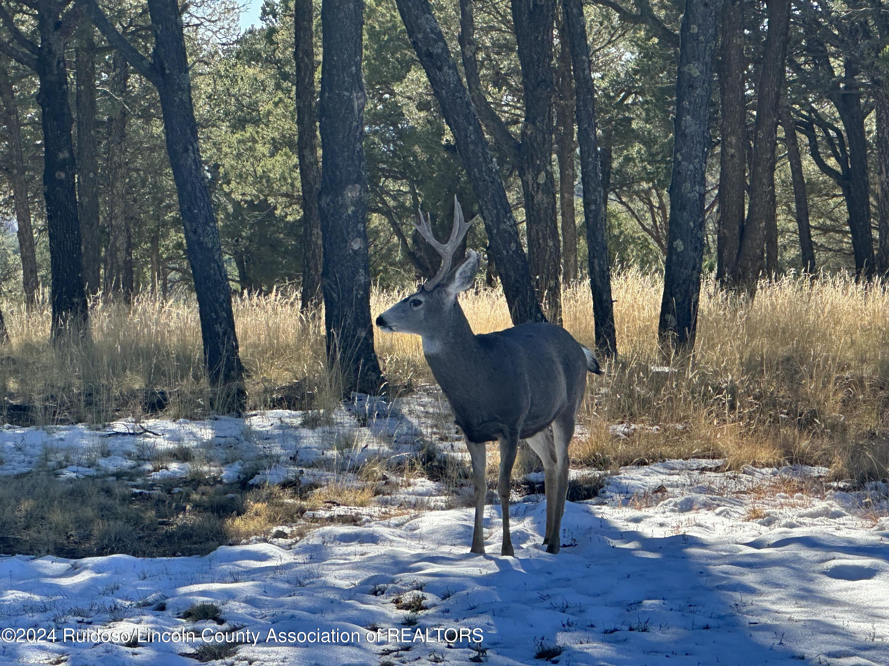 16 Eagle Ridge Road, Alto, New Mexico image 6