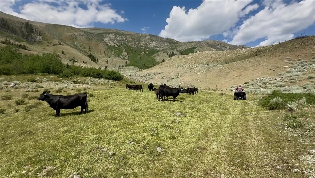 Photo of 409 Tolman Rd, Clark, WY 82435 (MLS # 10032157)