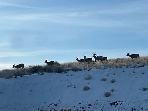 Tiny photo for 850 Hwy 14 E, Greybull, WY 82426 (MLS # 10031013)