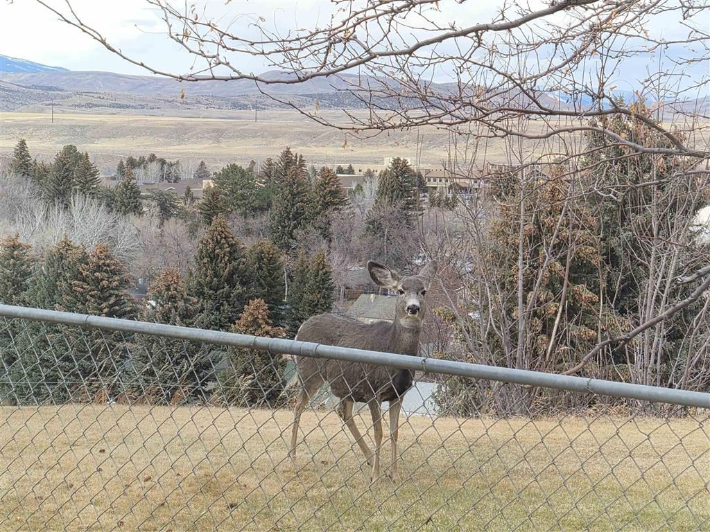 Photo of 1007 View St, Cody, WY 82414 (MLS # 10031893)