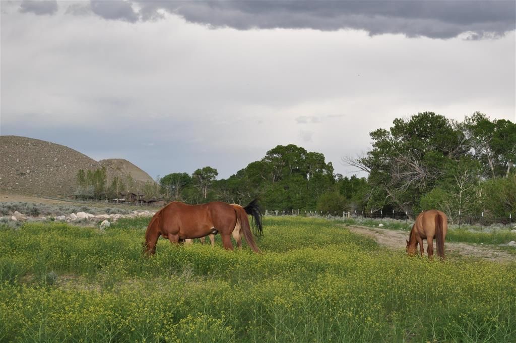 Photo of 52 Road 8UC, Clark, WY 82435 (MLS # 10032105)