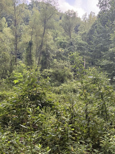 Vacant Land For Sale - White Oak Creek Road<br/> Raleigh County, Artie, WV 24822