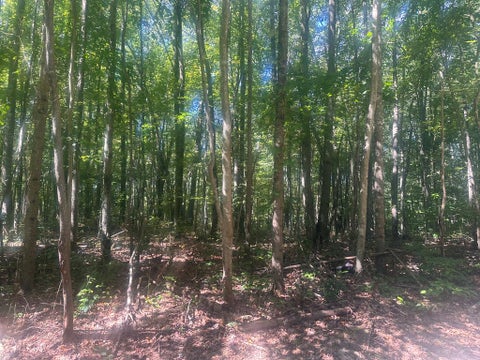 Vacant Land For Sale - Barrington Hill Rd<br/> Fayetteville, WV 25840