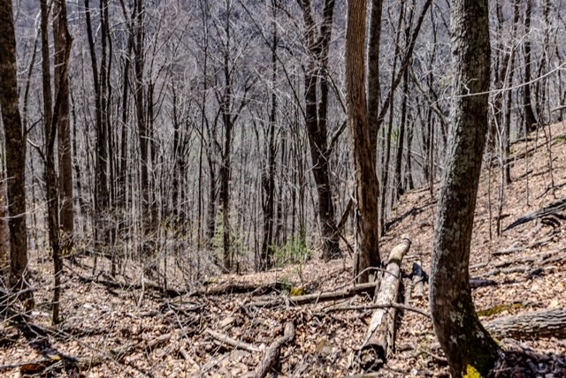 000 Little Rich Creek, Rock, West Virginia image 42