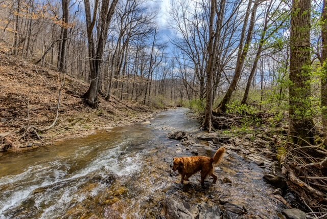 000 Little Rich Creek, Rock, West Virginia image 35