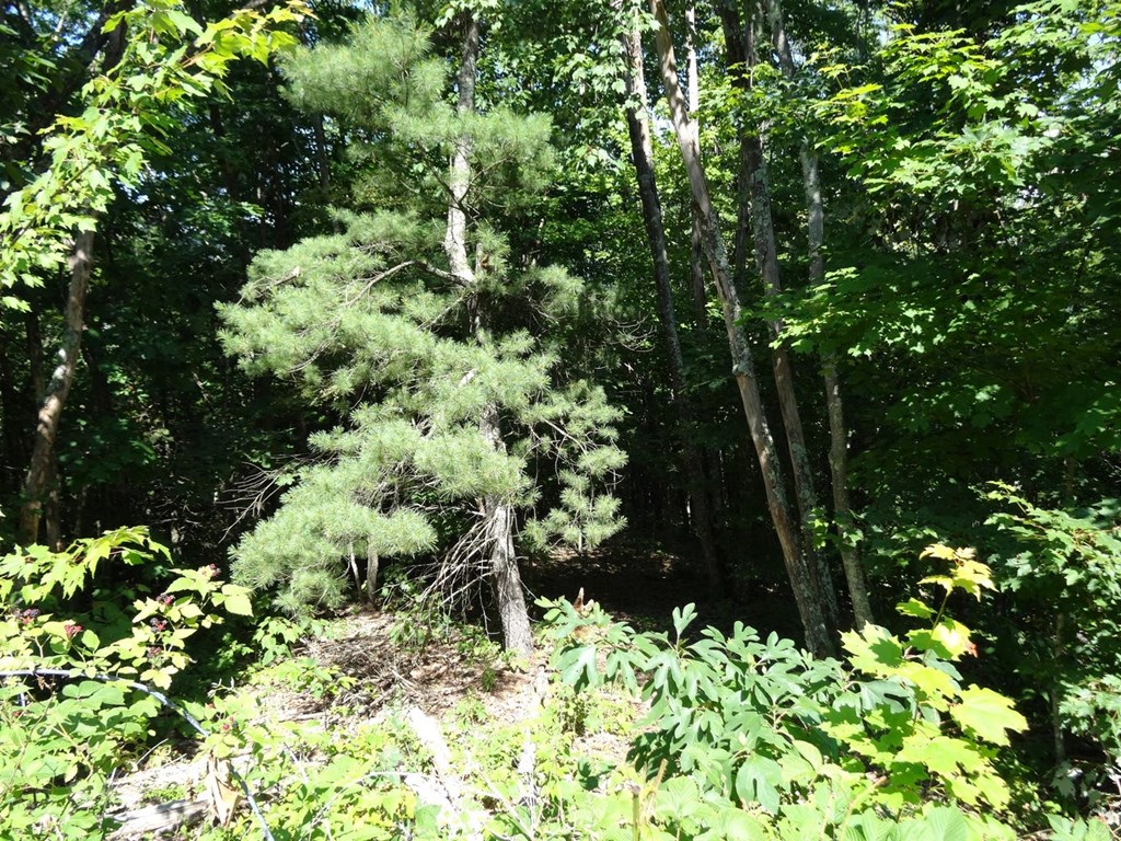 Lot 29 Katy Drive, White Sulphur Springs, West Virginia image 13