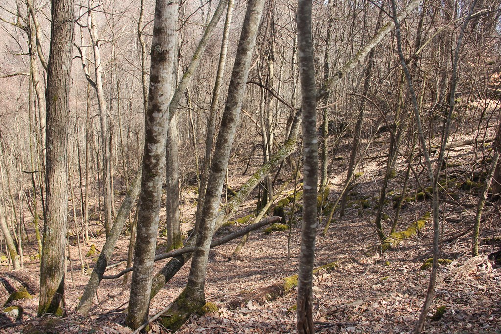 James River & Kanawha Turnpike, Rainelle, West Virginia image 7