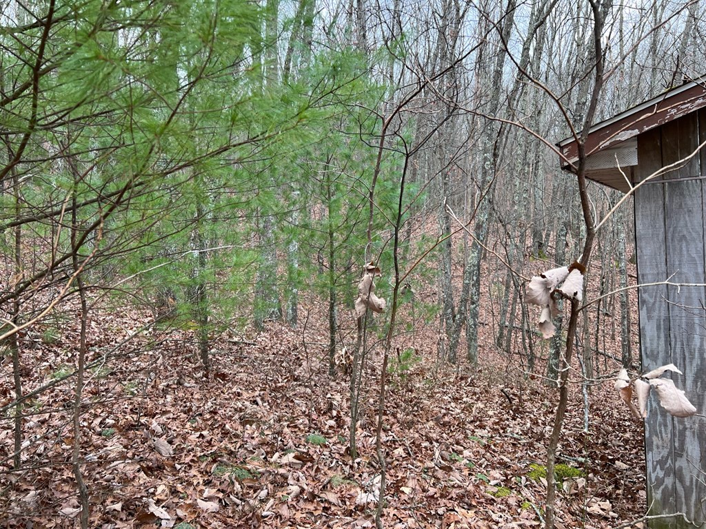 Wildcat Hill Road, Gap Mills, West Virginia image 20