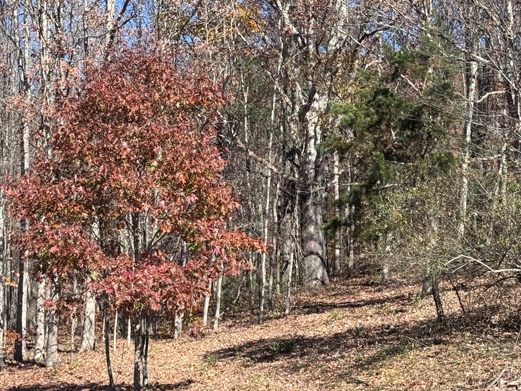 Cold Hollow Road, Rainelle, West Virginia image 11