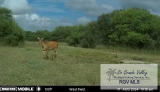 Citation, LYFORD, Texas image 39