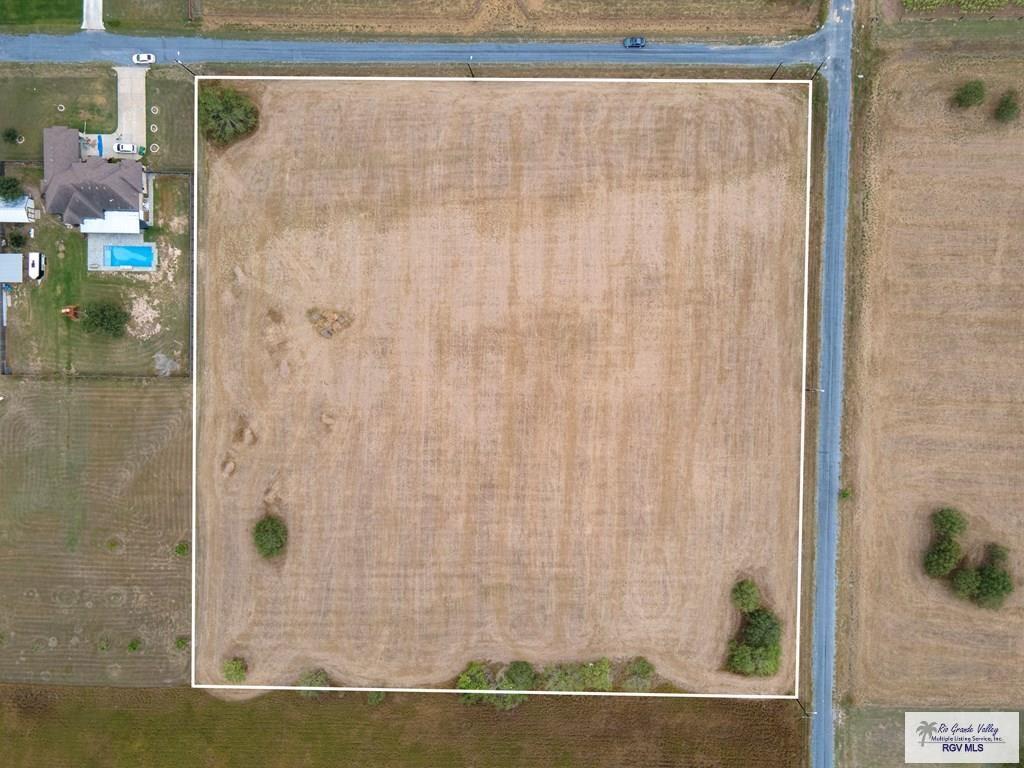 Armadillo, SAN BENITO, Texas image 4
