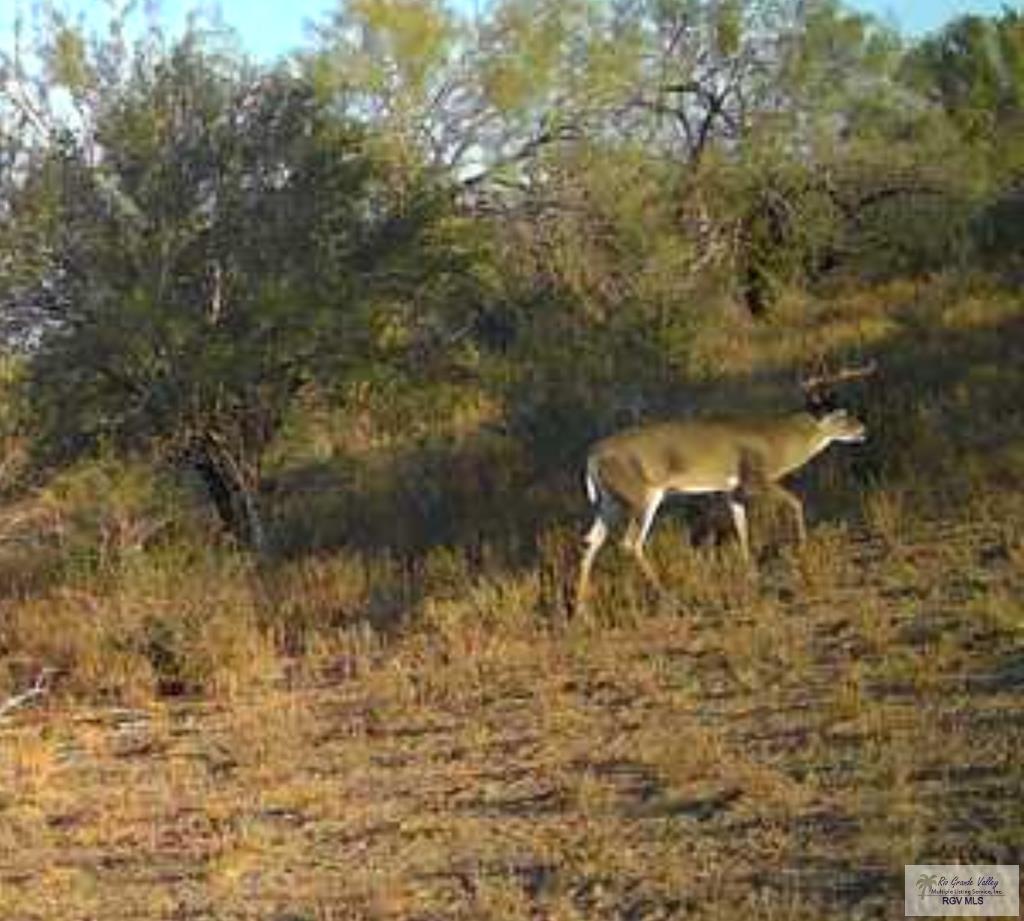 705 Acre Fm 2687, ZAPATA, Texas image 47