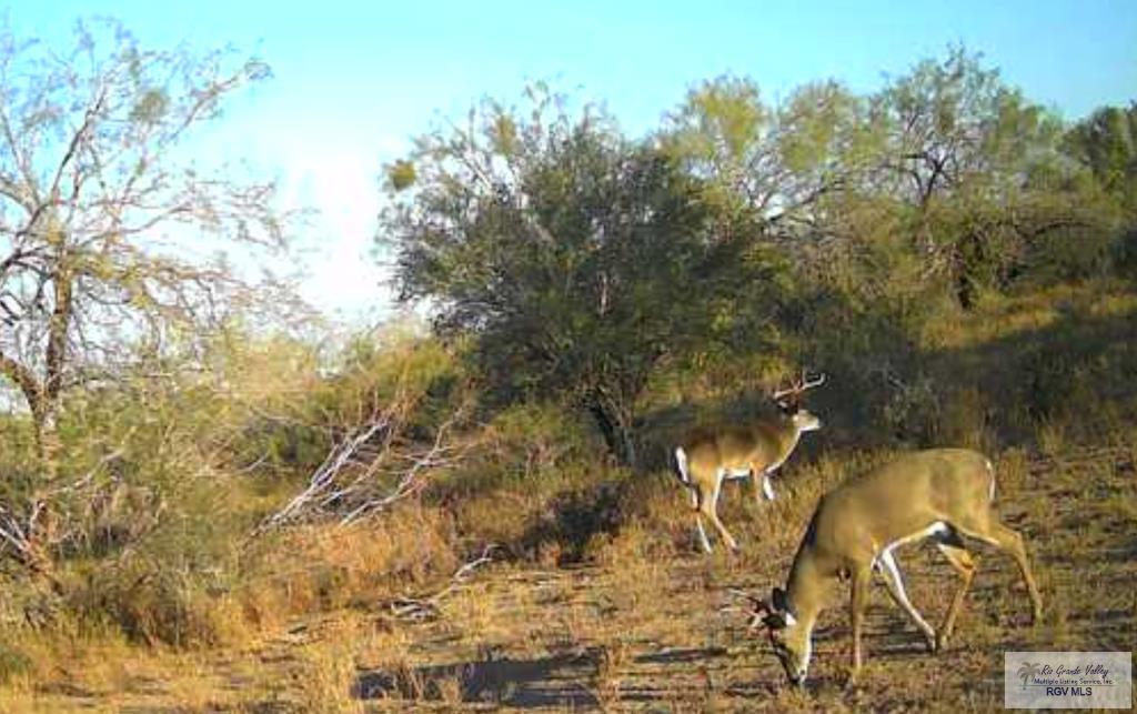 705 Acre Fm 2687, ZAPATA, Texas image 49