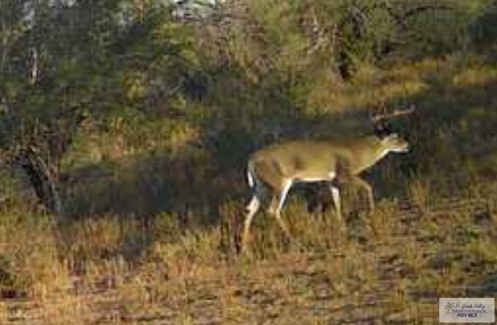 705 Acre Fm 2687, ZAPATA, Texas image 48