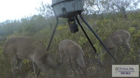 Tract III San Fernando Rd, RIO HONDO, Texas image 7