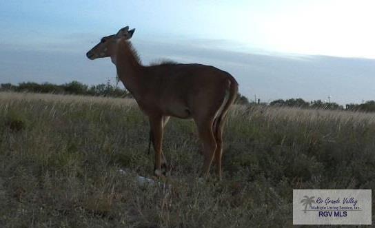 Tract III San Fernando Rd, RIO HONDO, Texas image 3