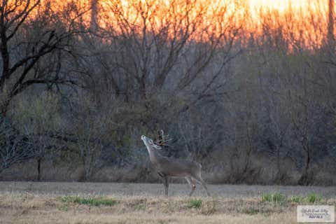 Vacant Land For Sale - Las Brisas Dr<br/> Starr County, RIO GRANDE CITY, TX 78582