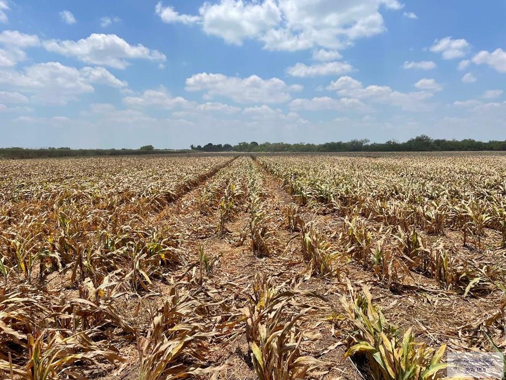 28.3 Acres Vasquez Rd, SAN BENITO, Texas image 5