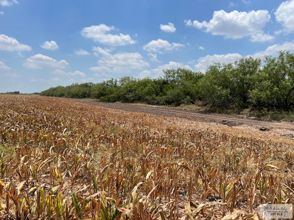 28.3 Acres Vasquez Rd, SAN BENITO, Texas image 4