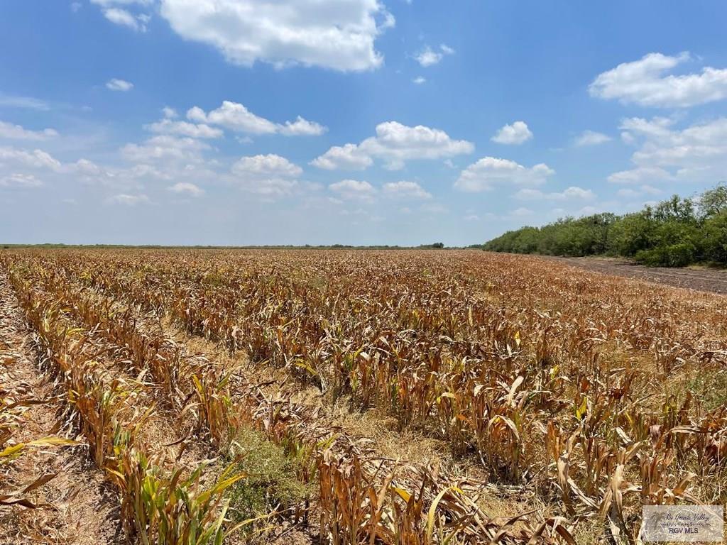 28.3 Acres Vasquez Rd, SAN BENITO, Texas image 7