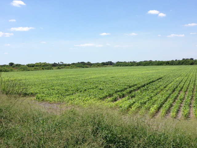 61.71 Acres Us Highway 281, BROWNSVILLE, Texas image 8