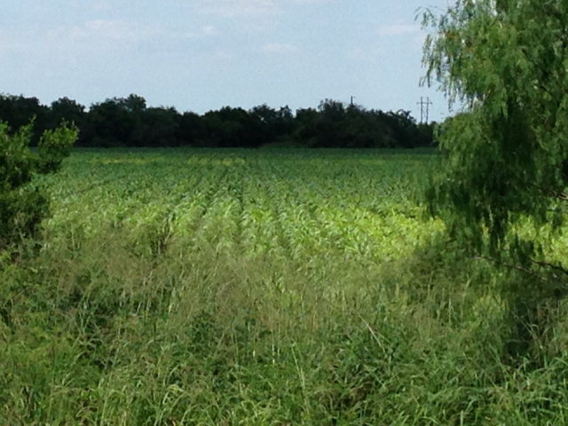 61.71 Acres Us Highway 281, BROWNSVILLE, Texas image 5