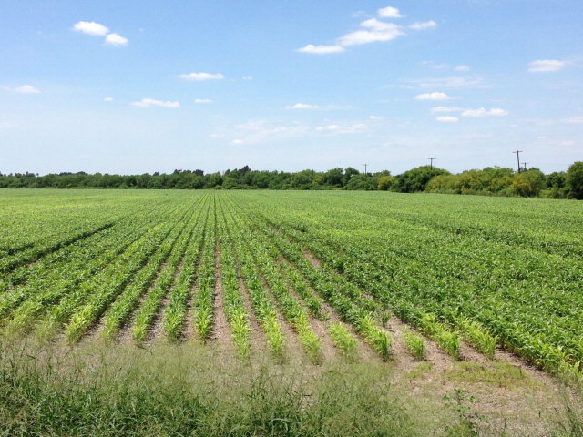 61.71 Acres Us Highway 281, BROWNSVILLE, Texas image 7