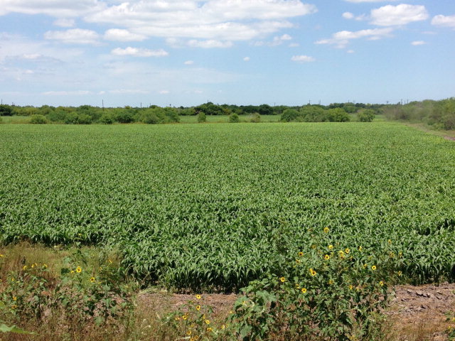 61.71 Acres Us Highway 281, BROWNSVILLE, Texas image 9