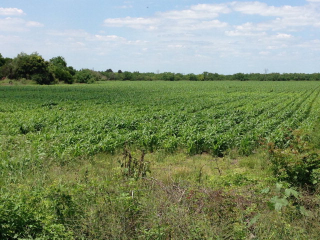 55 Acres Us Highway 281, BROWNSVILLE, Texas image 6