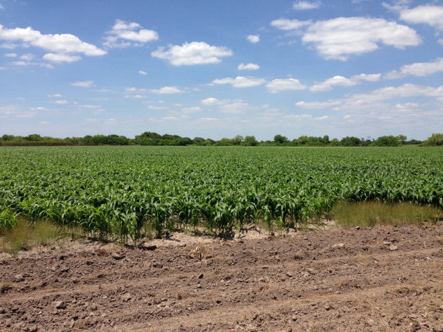 55 Acres Us Highway 281, BROWNSVILLE, Texas image 9