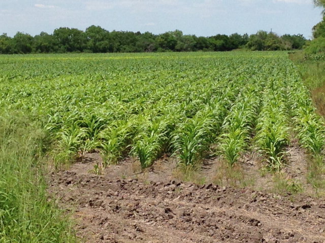 55 Acres Us Highway 281, BROWNSVILLE, Texas image 8