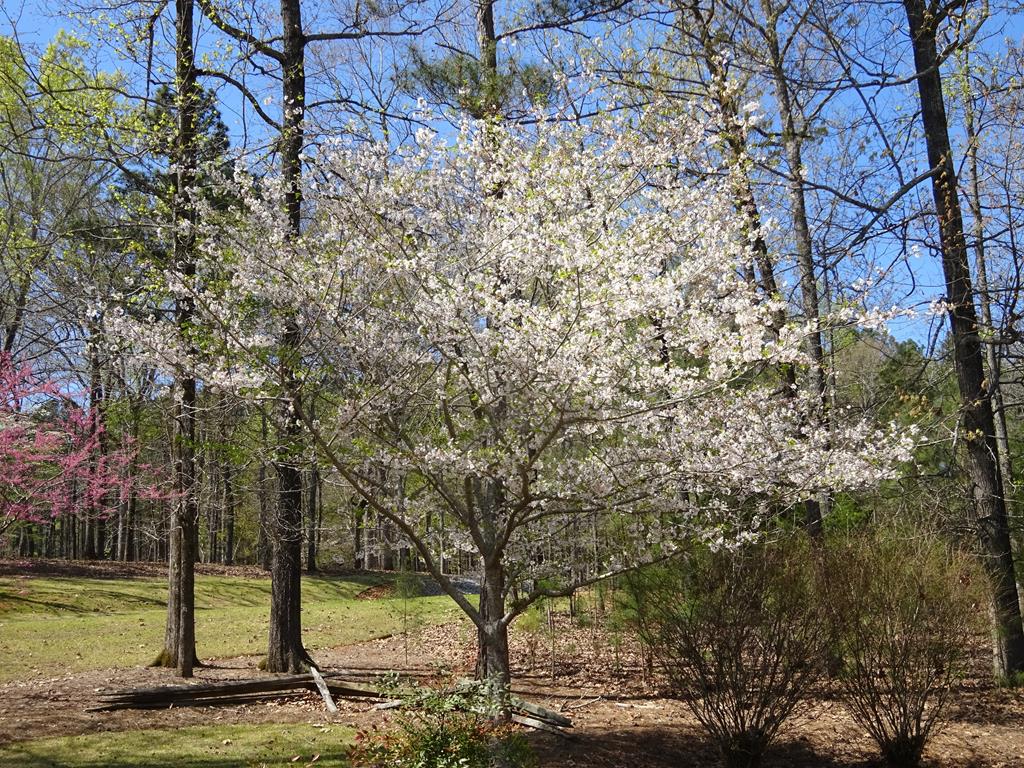 Ninety Six, South Carolina 29666, United States, ,Land,Active,73595