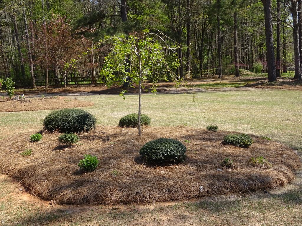 Ninety Six, South Carolina 29666, United States, ,Land,Active,73595