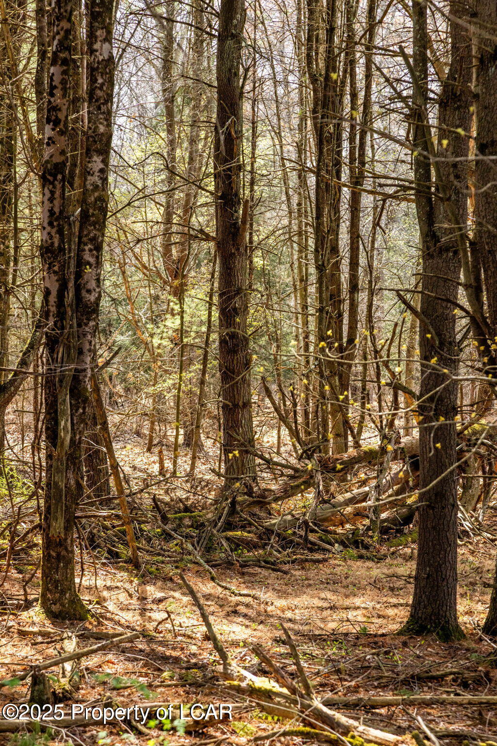 Old Mill Road, Ringtown, Alaska image 23