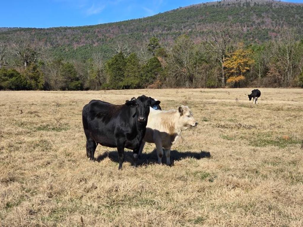 Photo of 10 TBD Bates Arkansas, bates, AR 72958 (MLS # 11619992)