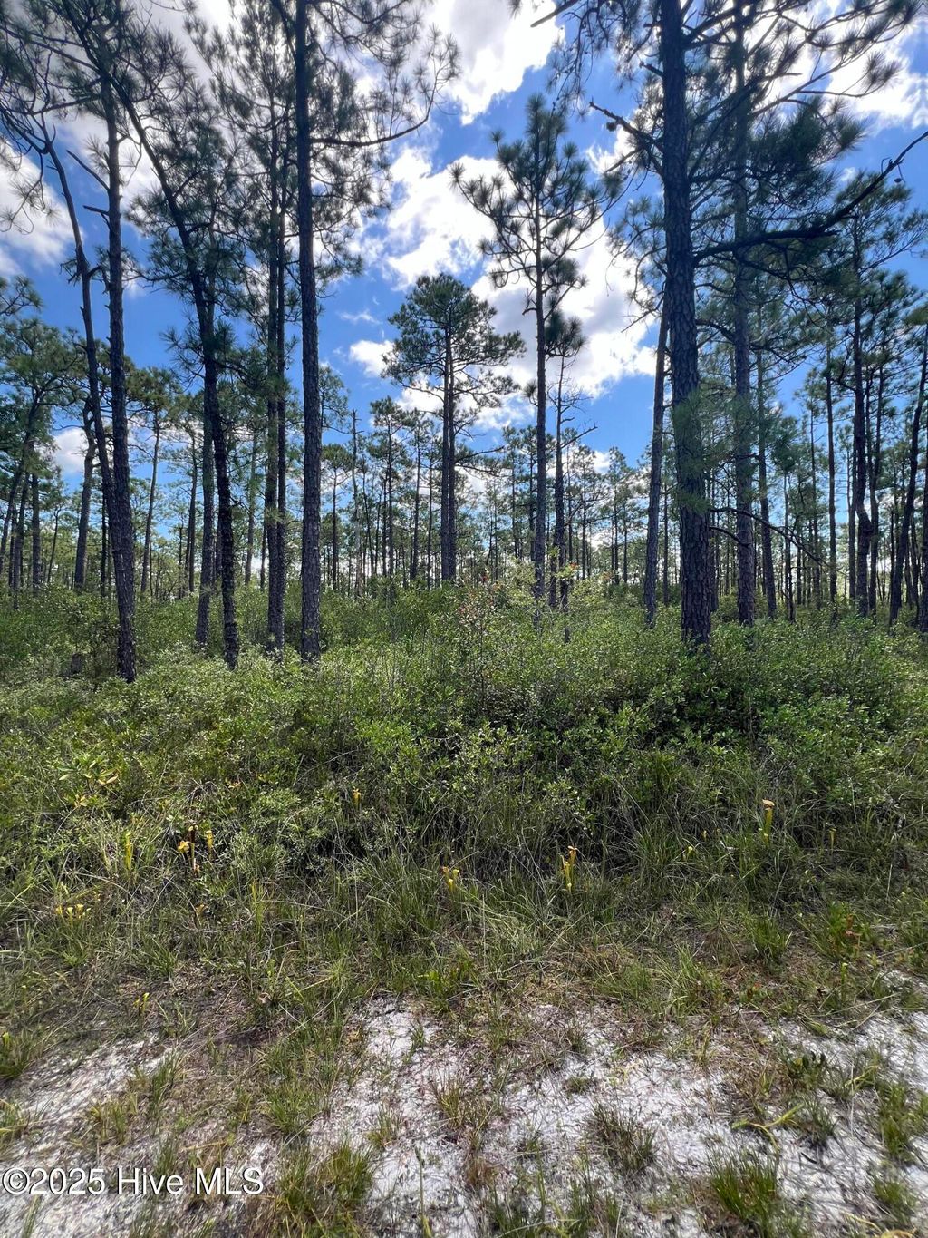 Photo of 80 Bohemia Road, Boiling Spring Lakes, NC 28461 (MLS # 100537363)