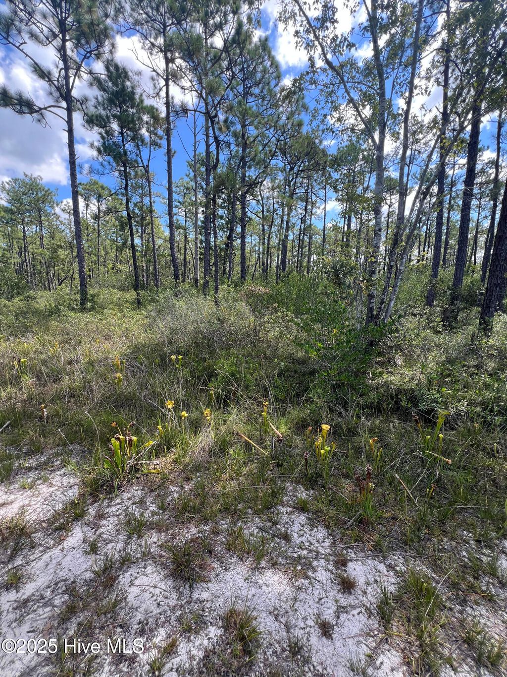 Photo of 80 Bohemia Road, Boiling Spring Lakes, NC 28461 (MLS # 100537363)