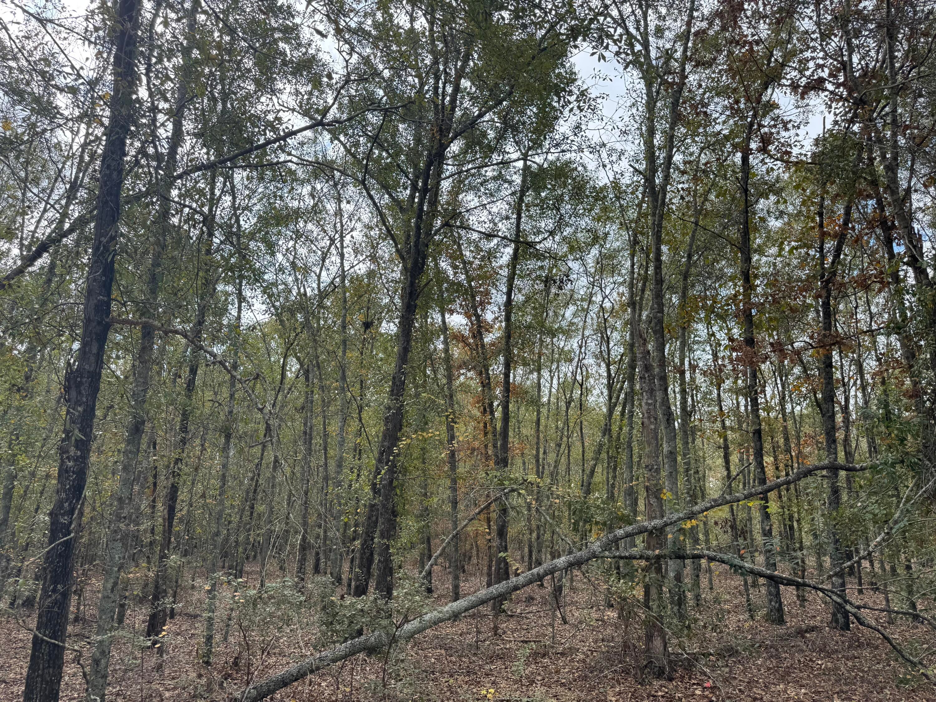 Lot 11 Highway 88
