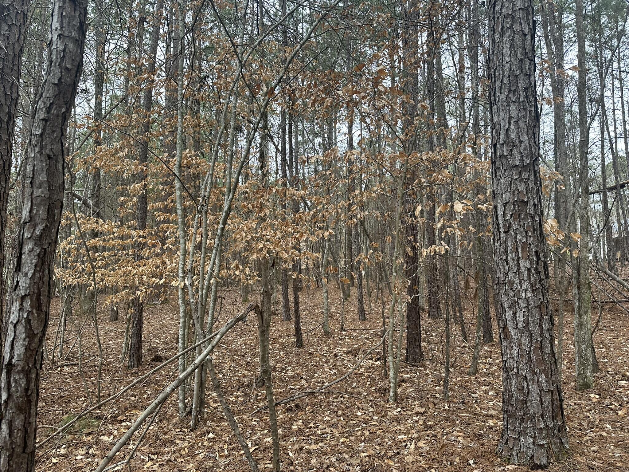 B14 L18 Candlewick Loop