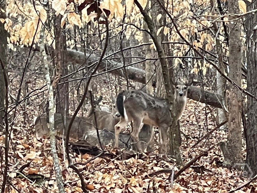 Photo of 942 Birdie Court, Westminster, SC 29693 (MLS # CL351327)