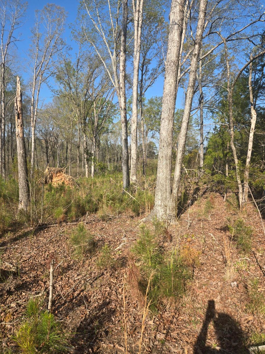 Photo of 0 Mercier Road, Lincolnton, GA 30817 (MLS # 553631)