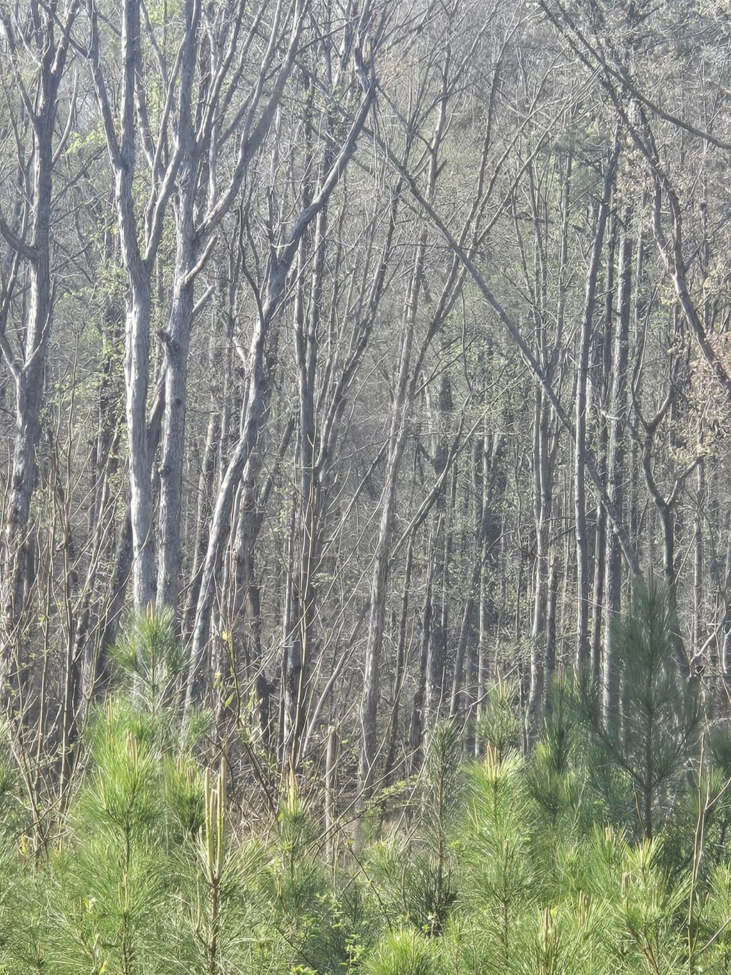 Photo of 0 Mercier Road, Lincolnton, GA 30817 (MLS # 553631)