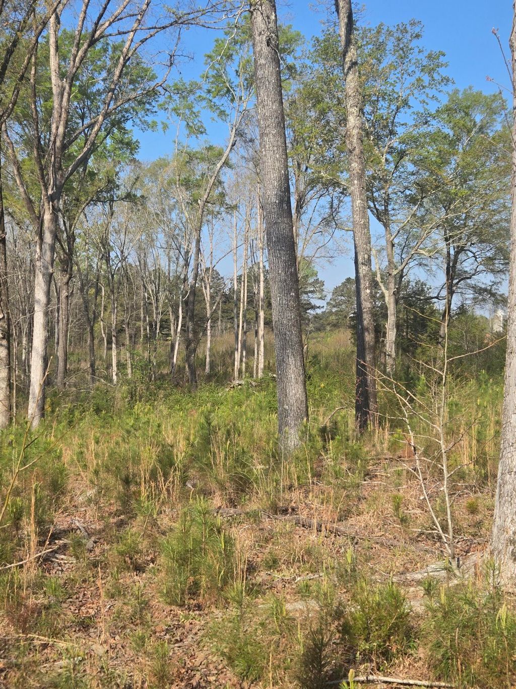 Photo of 0 Mercier Road, Lincolnton, GA 30817 (MLS # 553631)