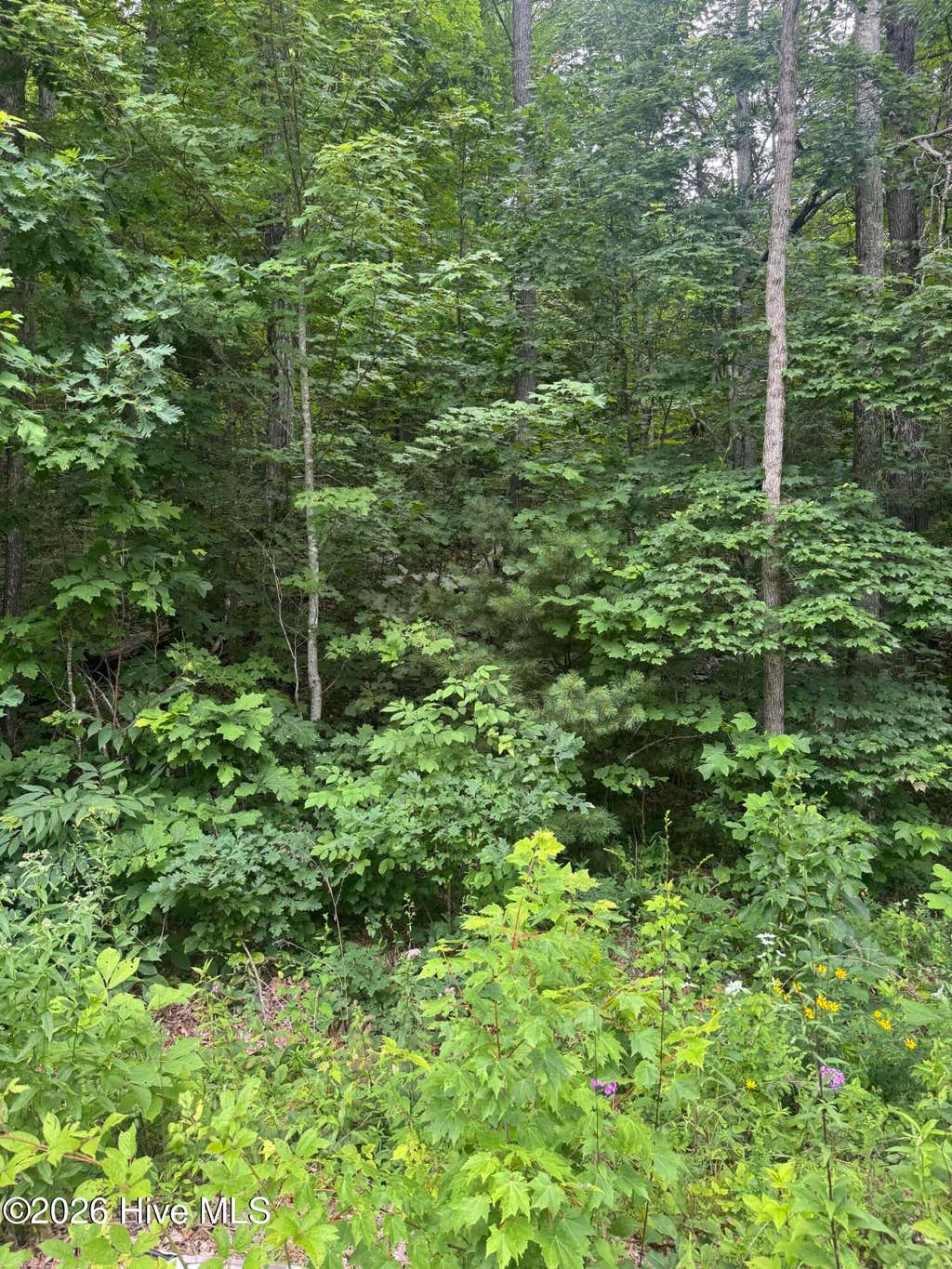 Photo of 78 Lt 78 Pitch Pine Drive, Sylva, NC 28779 (MLS # 100588119)