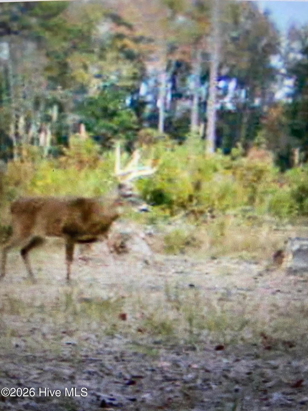 Photo of 943 Off 943 Governors Rd Nc 308 Road, Windsor, NC 27983 (MLS # 100555210)