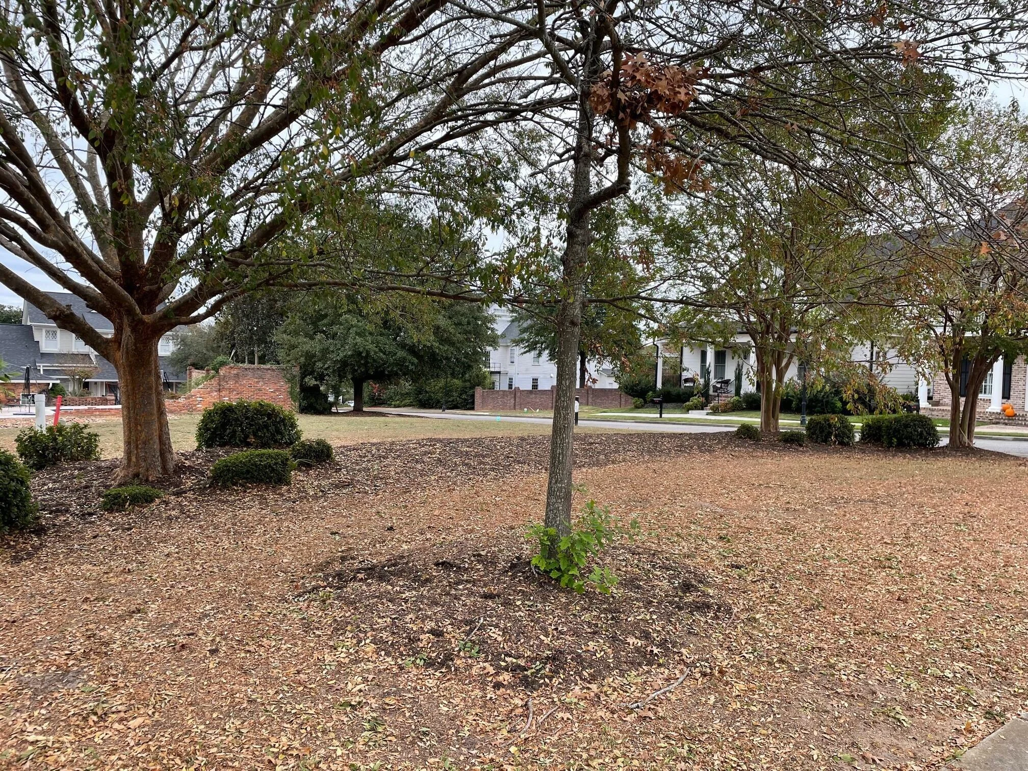 2111 Carnes Place