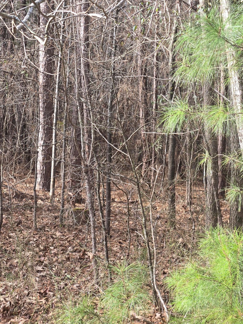 Photo of 0 Ga-220, Lincolnton, GA 30817 (MLS # 552506)