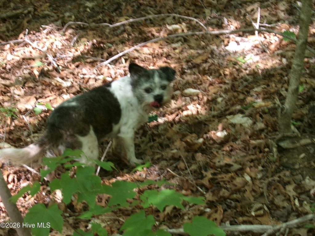 Photo of 1688 Harrison Road, Nashville, NC 27856 (MLS # 100570131)