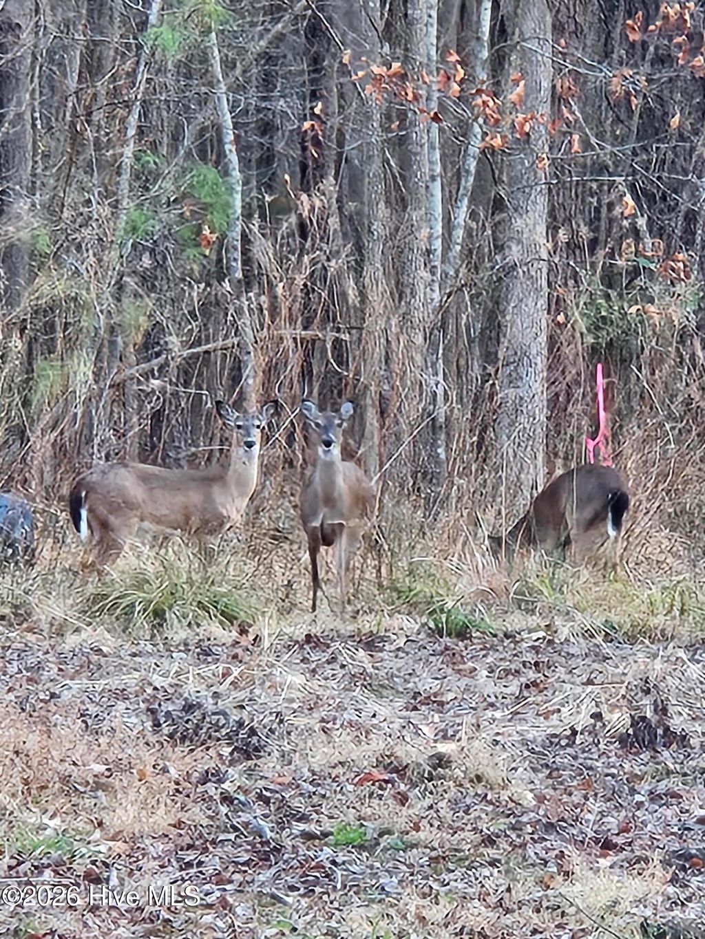 Photo of 109 Pinewood Trail, Hertford, NC 27944 (MLS # 100558250)